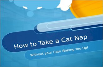 Cat Sleep Solutions