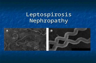 Leptospirosis Hantavirus Nephropathy