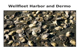 Wellfleet Harbor And Dermo