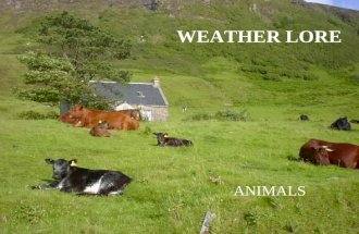 Weather   Cow Lore
