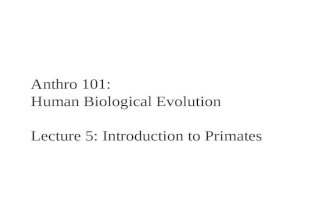 Lecture 5   intro to primates