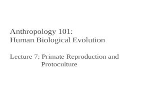 Lecture 7   primate behavior - reproduction and protoculture