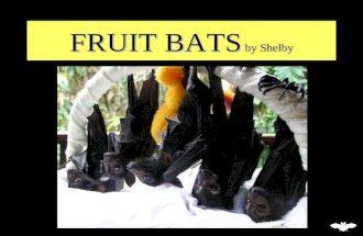 Fruit Bats By Shelby