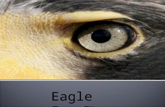 Eagle Eye Safe City 1.0   Corporate Apr 2009