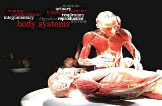 Body System Basics