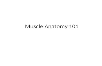 Muscle Anantomy 101