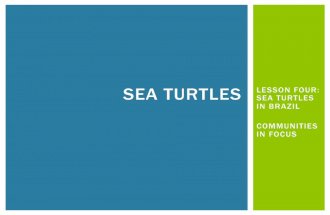 Lesson Four: Sea Turtles in Brazil
