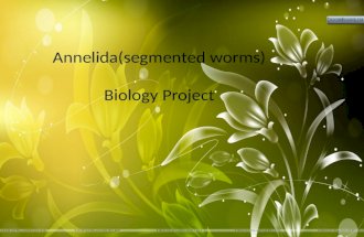 Annelida(segmented worms)