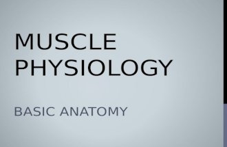 Muscle physiology