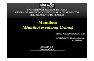 Melhoramento Da Mandioca - Manihot esculenta Crantz