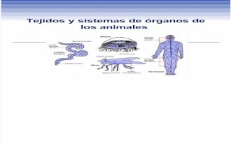 Animales: Tejidos y sistemas de órganos; homeostasis