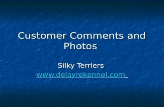 Silky terrier customer  comments and photos