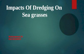 Impacts of dredging on Seagrass