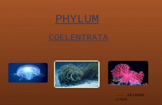 Phylum ceolentrata