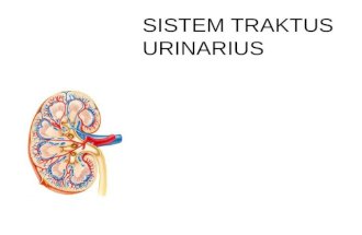 Sistem traktus urinarius