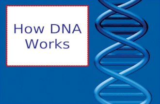How dna works