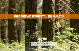 Propiedad Forestal En Galicia
