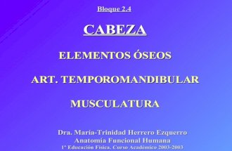 2.4 Cabeza