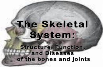 Easy skeletalsystem