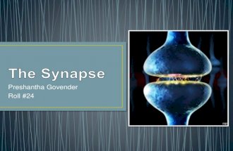 The synapse