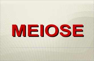 Meiose (1)