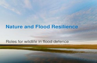 6 jack rhodes nature and flood resilience