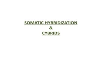 somatic hybridization