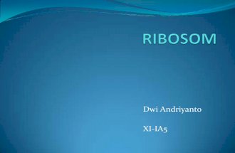Ribosom1
