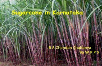 Sugarcane in karnataka