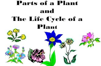 Parts of a plant/plant life cycle (teach)