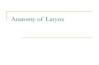 Larynx anatomy of larynx