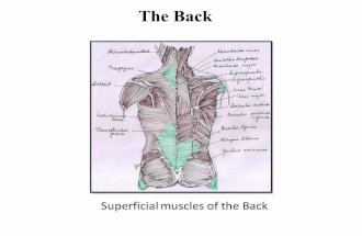 Superficial muscles of back