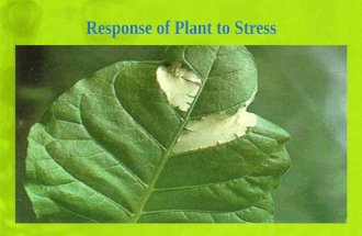Response of Plant to Stress by Abu Khairul Bashar