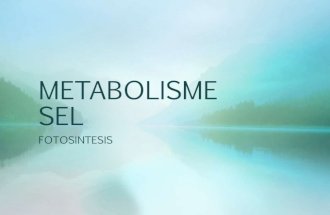 Metabolisme sel (fotosintesis)