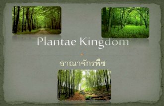 Plantae kingdom