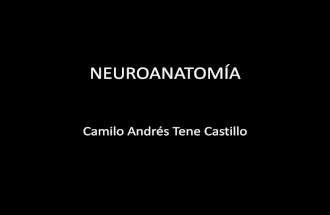 Patologias y Traumatismos oseos y de estructuras neurovasculares