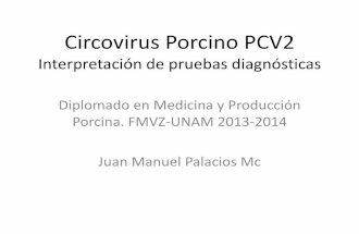 Interpretación de pruebas dx circovirus