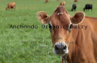 Anchondo family organic dairy pp cow