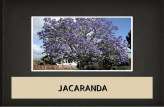 Jacaranda