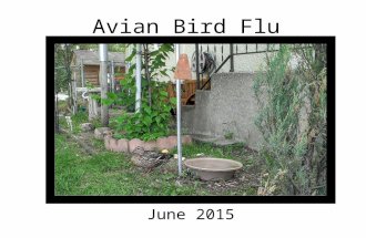 Avian bird flu