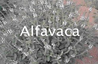 Alfavaca jéssica
