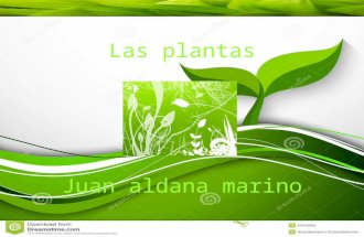 lass plantas