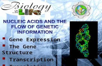 Gene expression: Translation and Transcription