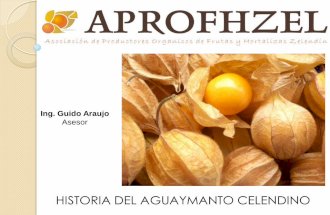 Historia Del Aguaymanto Celendino - APROFHZEL