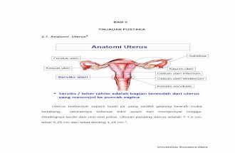 Anatomi Uterus 1