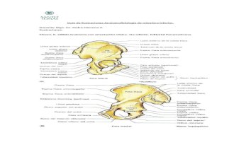 1 Guia Láminas Anatomia miembro inferior