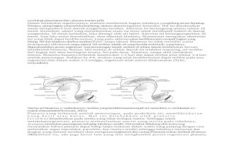 Morfologi Planaria