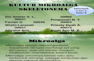 kulturmikroalgaskeletonema-121008161937-phpapp02