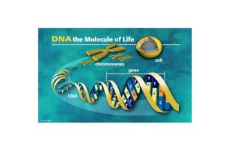PopGen12 10 Y i MtDNA