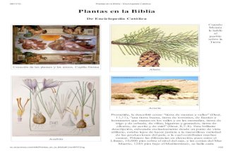 Plantas en la Biblia - Enciclopedia Católica